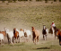 Credit Grace Phillips - Horses Colorado