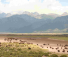 Panorama bison